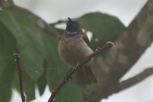 Blue-throated Brown Sunbird (Cyanomitra cyanolaema), photo 4