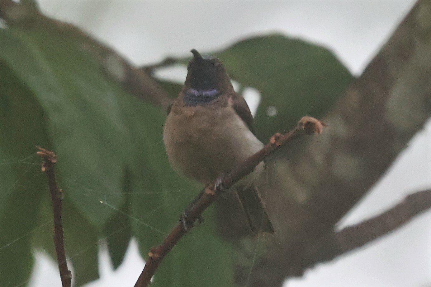 Blue-throated Brown Sunbird (Cyanomitra cyanolaema), photo 2