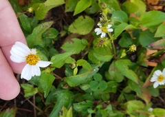 Bidens alba