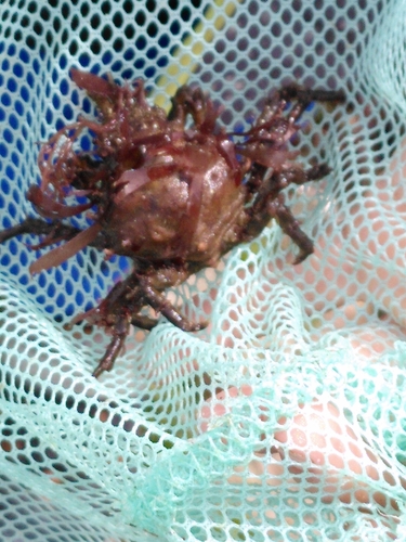 Four-horned Spider Crab