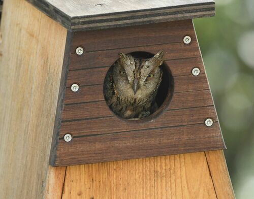 Autillo europeo (Otus scops)