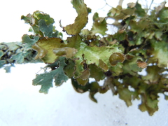 Tuckermanopsis americana