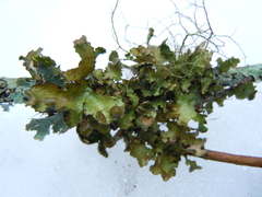 Tuckermanopsis americana