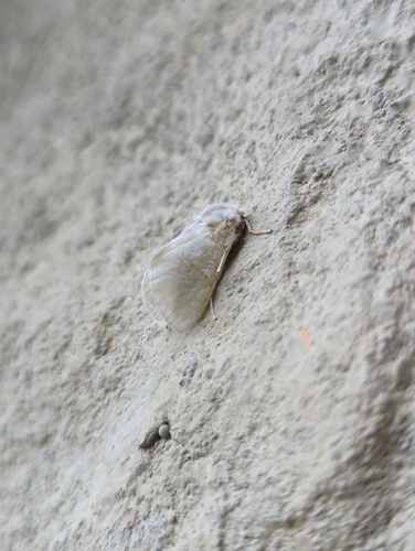 White Flannel Moth photo 6