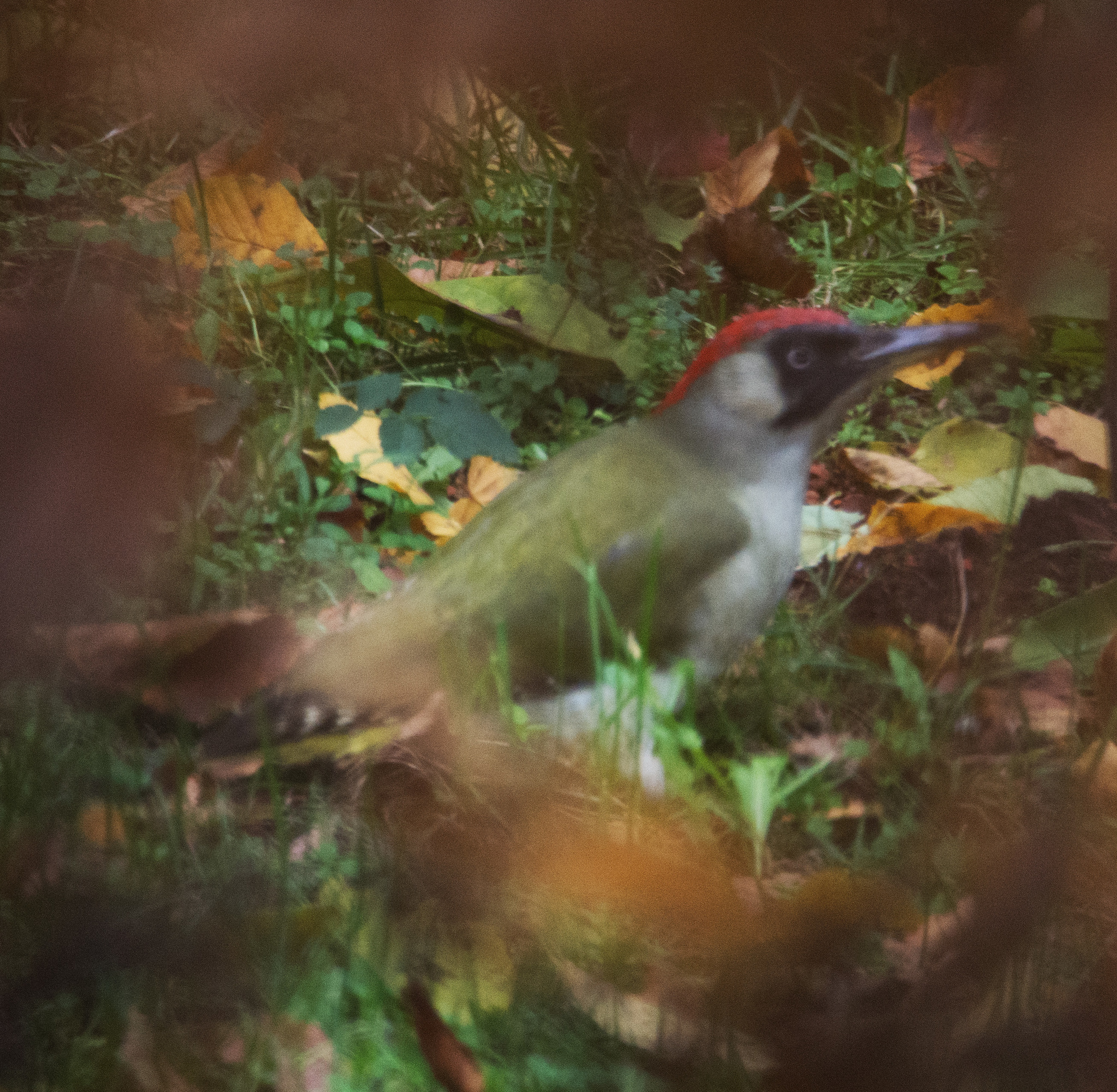 European Green Woodpecker