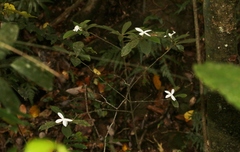 Atractocarpus hirtus