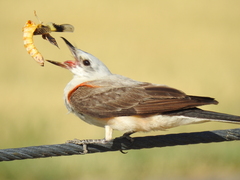 Scissor-Tailed Flycatcher photo 4