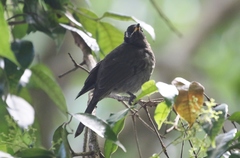 Bolemoreus frenatus