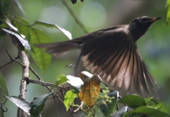 Bolemoreus frenatus
