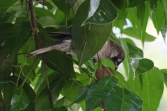 Bolemoreus frenatus