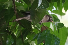 Bolemoreus frenatus
