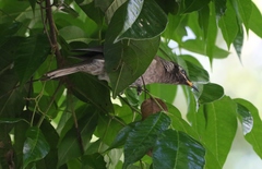Bolemoreus frenatus
