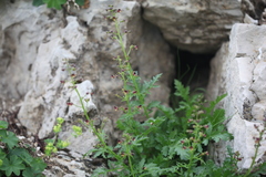 Scrophularia variegata