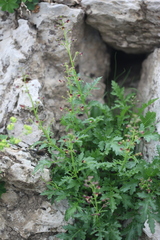Scrophularia variegata