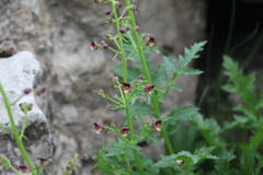Scrophularia variegata