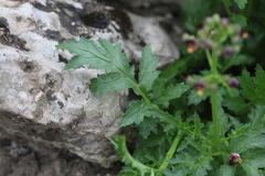 Scrophularia variegata
