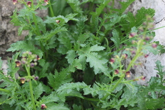 Scrophularia variegata