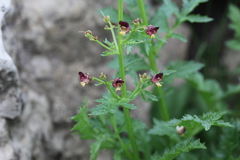 Scrophularia variegata