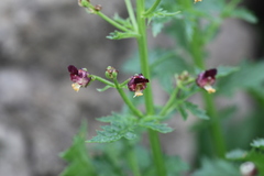 Scrophularia variegata