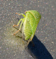 Spissistilus festinus