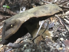 Phlebopus marginatus image