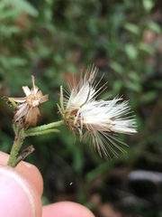 Baccharis plummerae plummerae