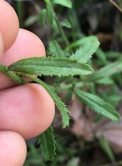 Baccharis plummerae plummerae