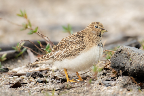 seedsnipe