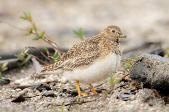 Least Seedsnipe photo 1
