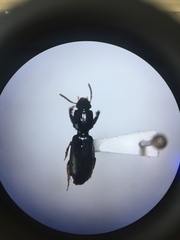 Clivina
