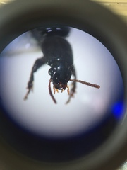 Clivina