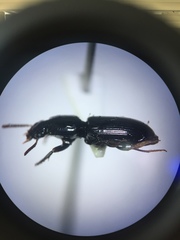 Clivina