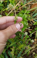 Spermacoce verticillata