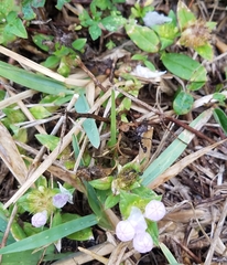 Richardia grandiflora