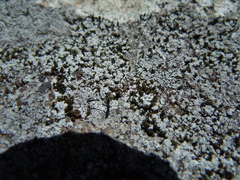 Stereocaulon saxatile