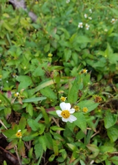 Bidens alba