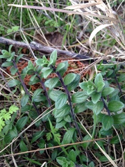 Hedeoma reverchonii