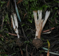 Aphelaria tuberosa image