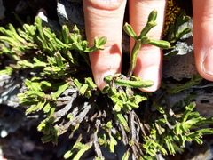 Veronica tetrasticha