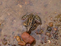 Litoria nasuta