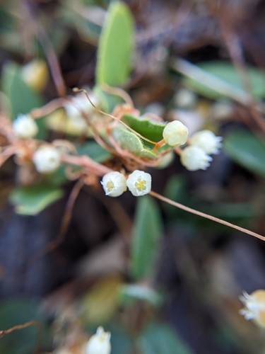 Image of Cuscuta jepsonii by (c) Kayla Sweeten, some rights reserved (CC BY)