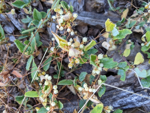 Image of Cuscuta jepsonii by (c) Kayla Sweeten, some rights reserved (CC BY)