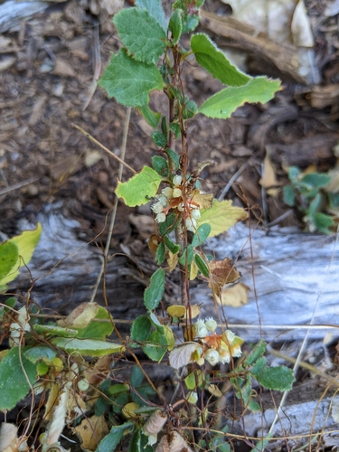 Image of Cuscuta jepsonii by (c) Kayla Sweeten, some rights reserved (CC BY)