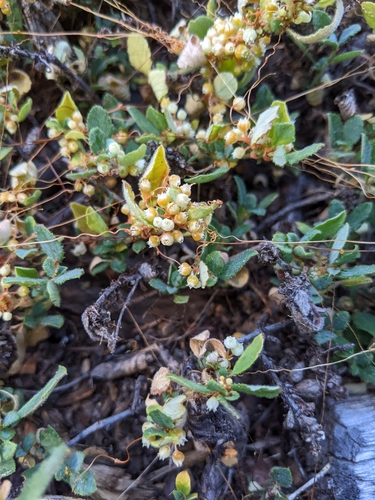 Image of Cuscuta jepsonii by (c) Kayla Sweeten, some rights reserved (CC BY)