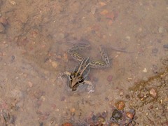 Litoria nasuta