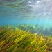 Posidonia oceanica - Photo (c) David G. del Olmo, algunos derechos reservados (CC BY-NC), subido por David G. del Olmo