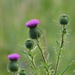 Bull Thistle - Photo (c) bienchen, some rights reserved (CC BY-NC), uploaded by bienchen