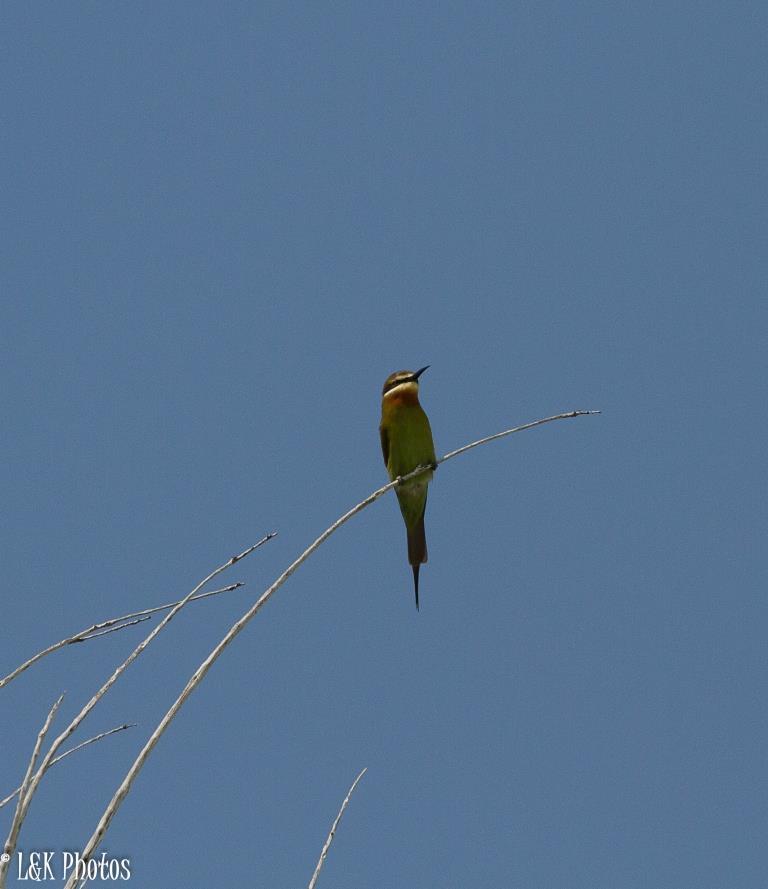 Olive Bee-eater