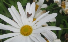 Asterivora combinatana