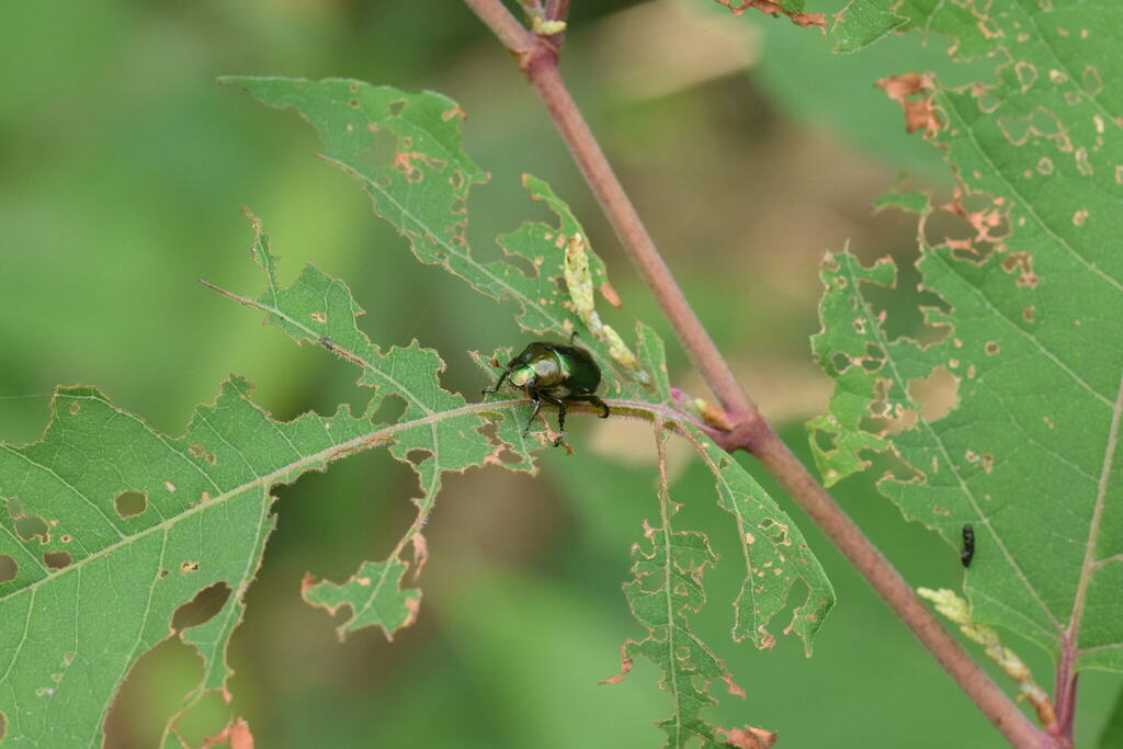 Japanese Fruit Beetle from 日本、〒9680103 福島県大沼郡昭和村下中津川 on July 22, 2023